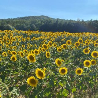 Tuscany’s summer icon
#italiannights #florence #italy